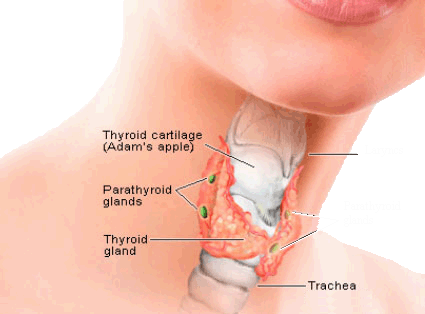 thyroid gland